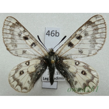 Parnassius simo ssp. miroku Inaoka & Shinkai, 1994 China46b